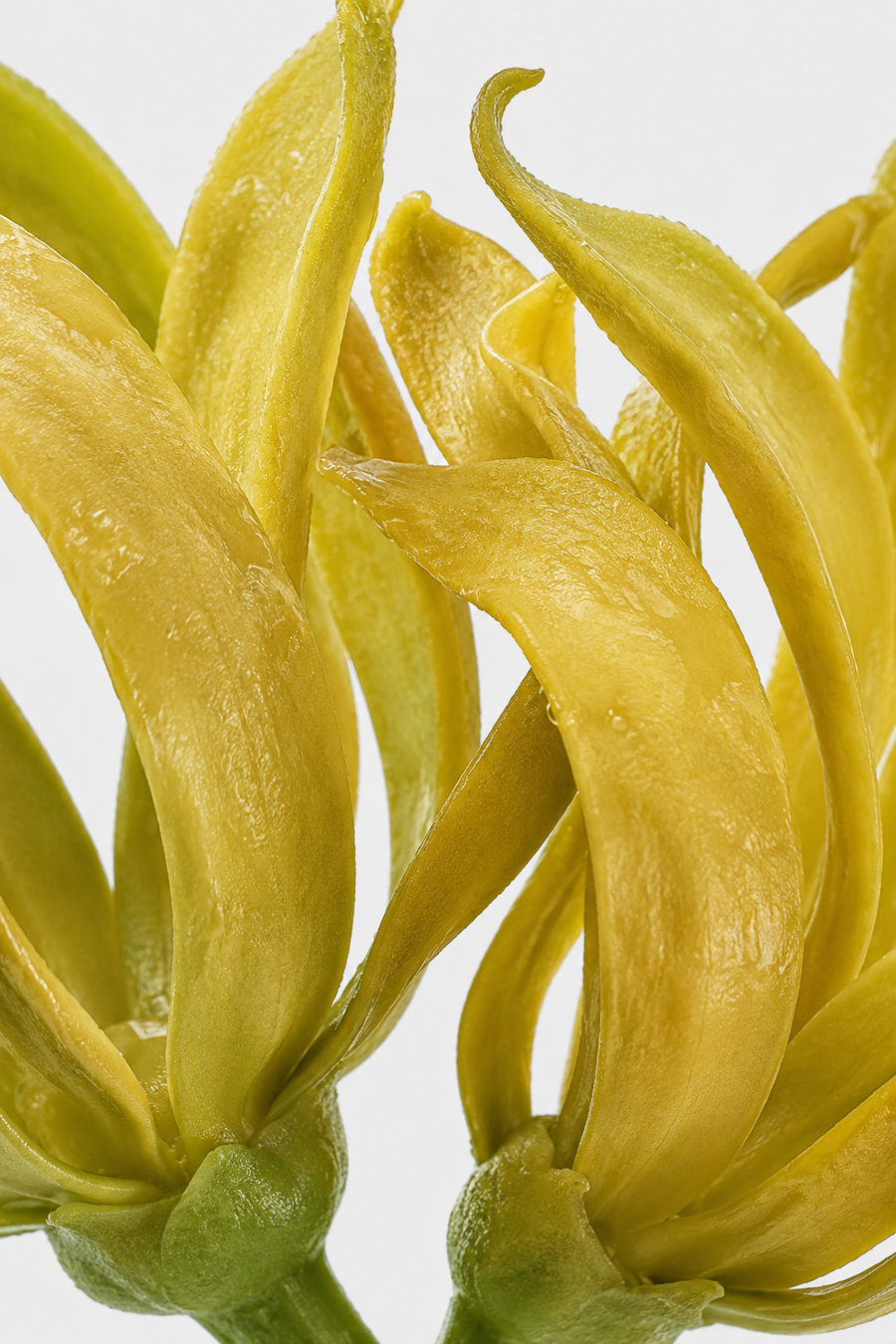 Mangue juteuse